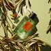 Goldfield&Banks - Blue Cypress EDP