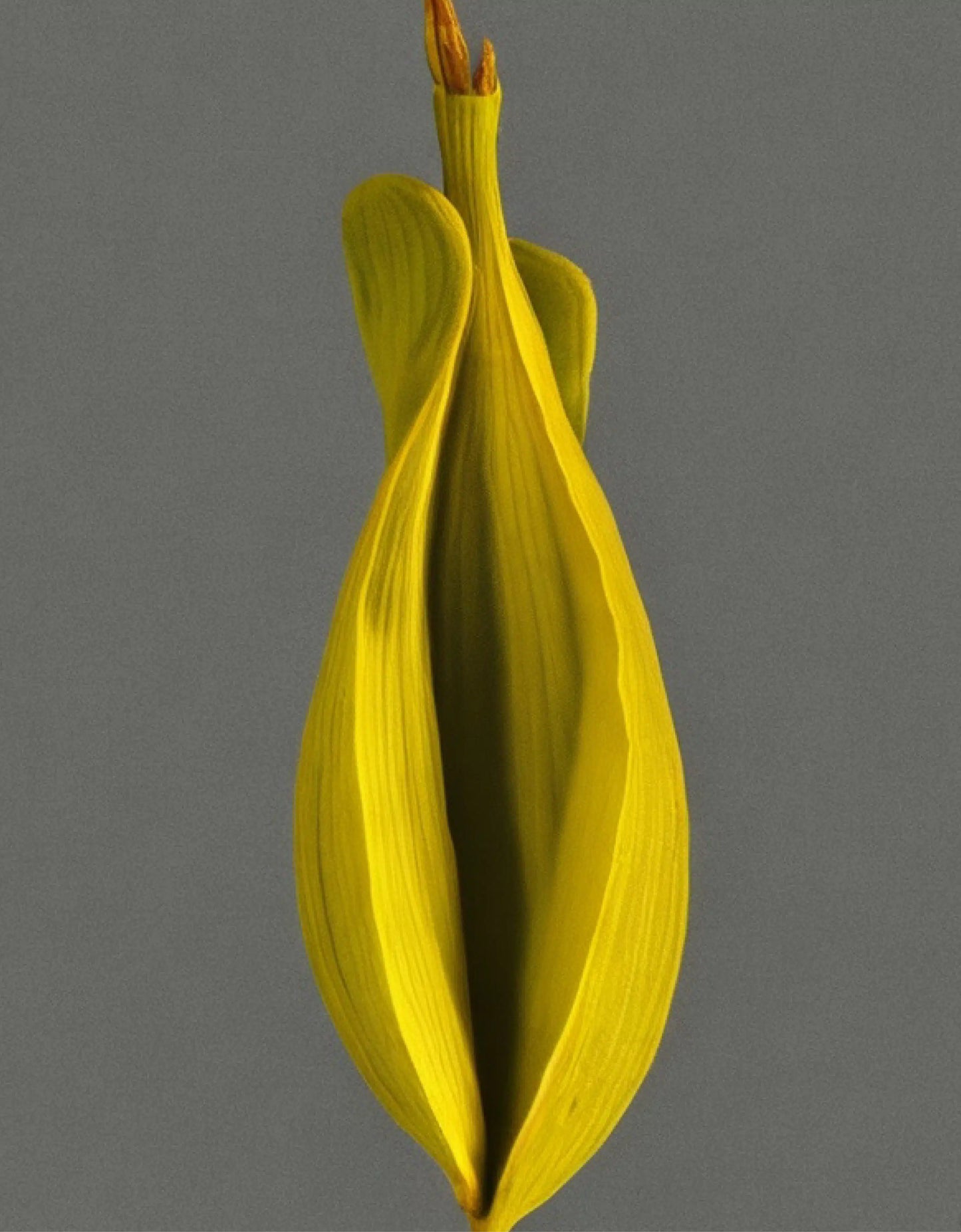 Pantomime Parfum - Act 2 EDP