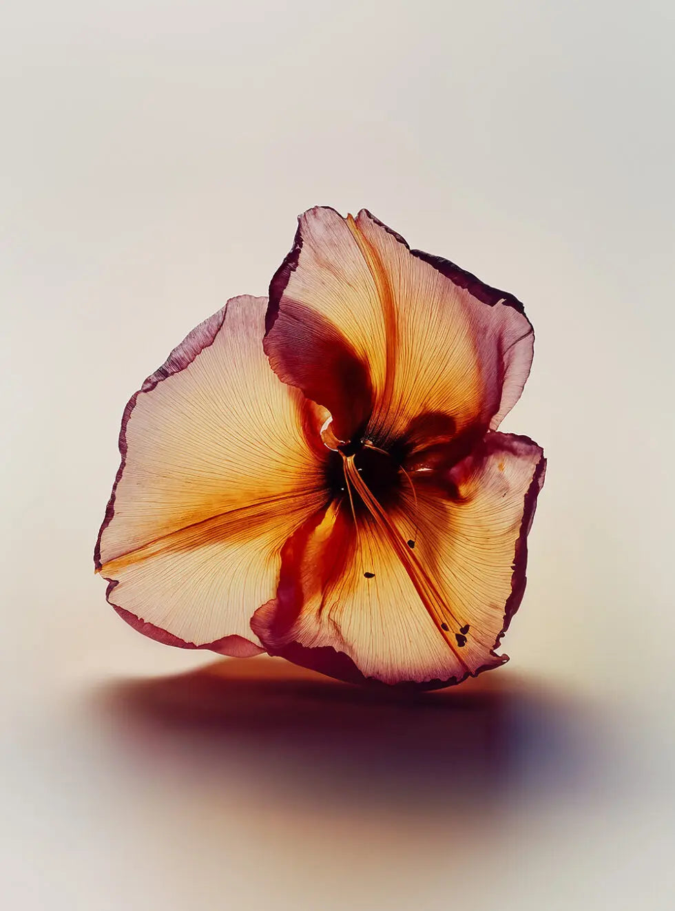 Pantomime Parfum - Act 6 EDP